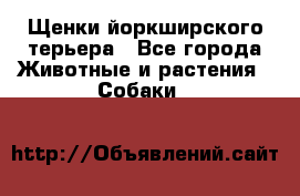 Щенки йоркширского терьера - Все города Животные и растения » Собаки   